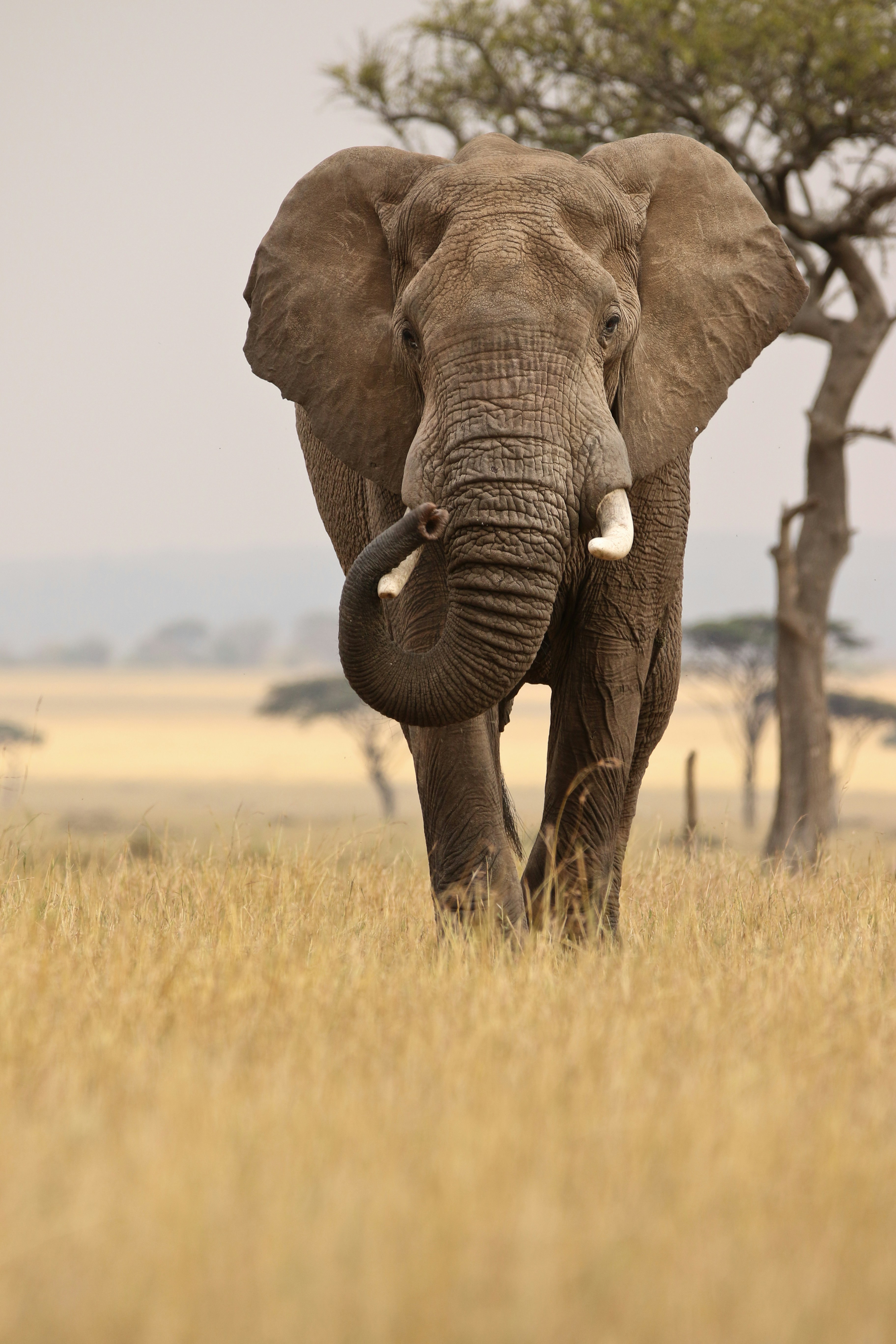 Elephant calf in care