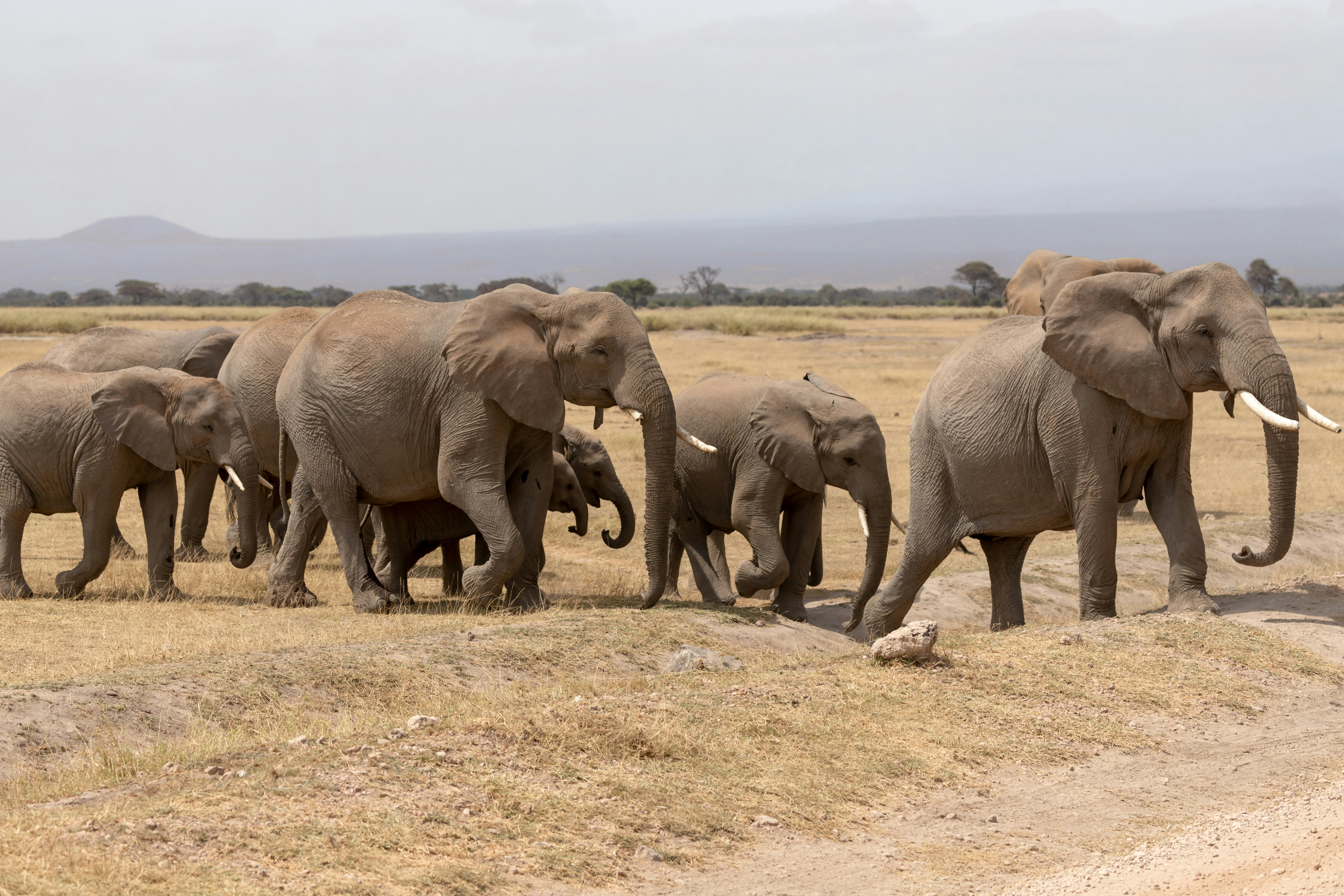 Elephants in Amboseli National Park