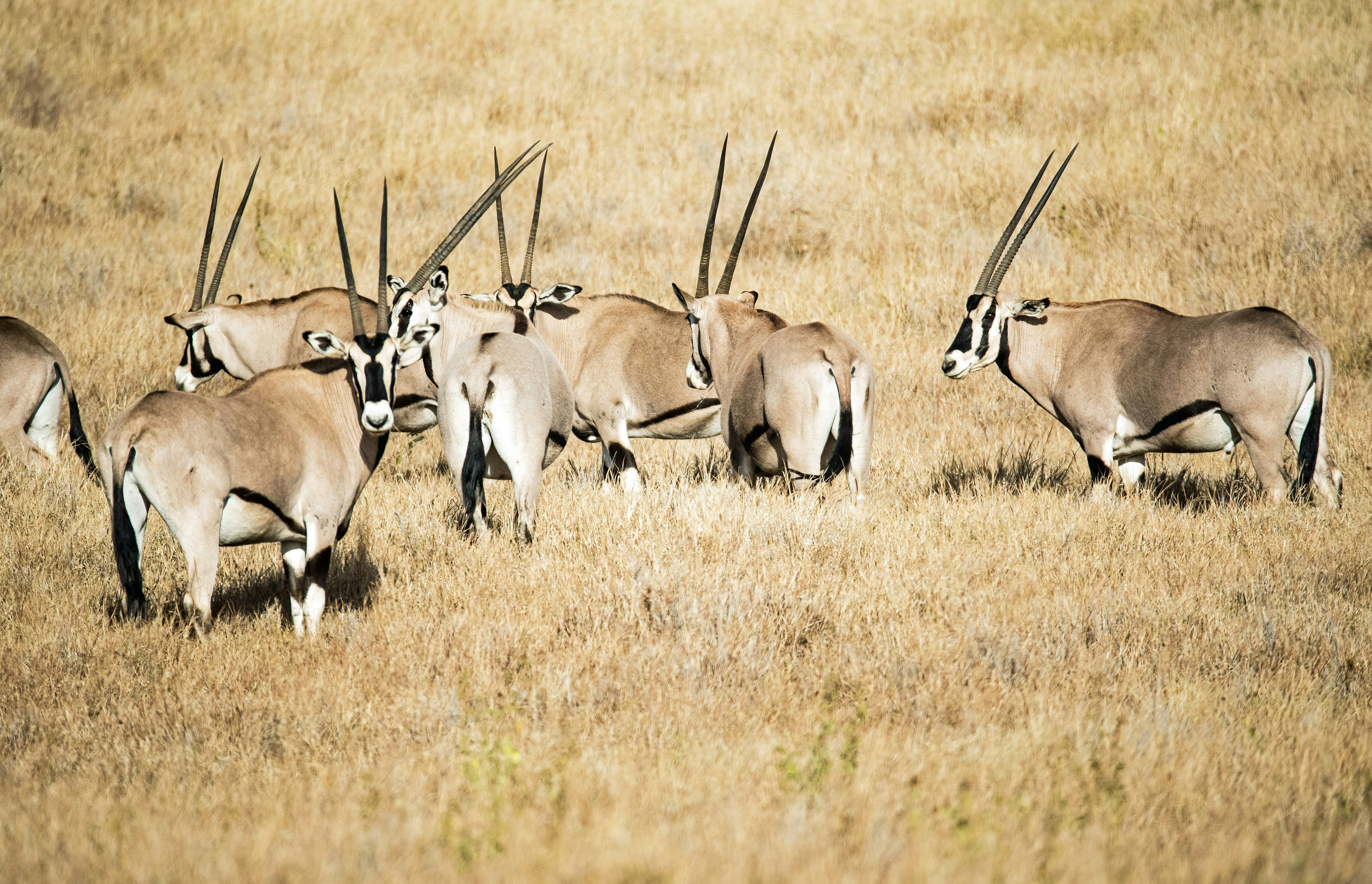 Beisa oryx in northern Kenya