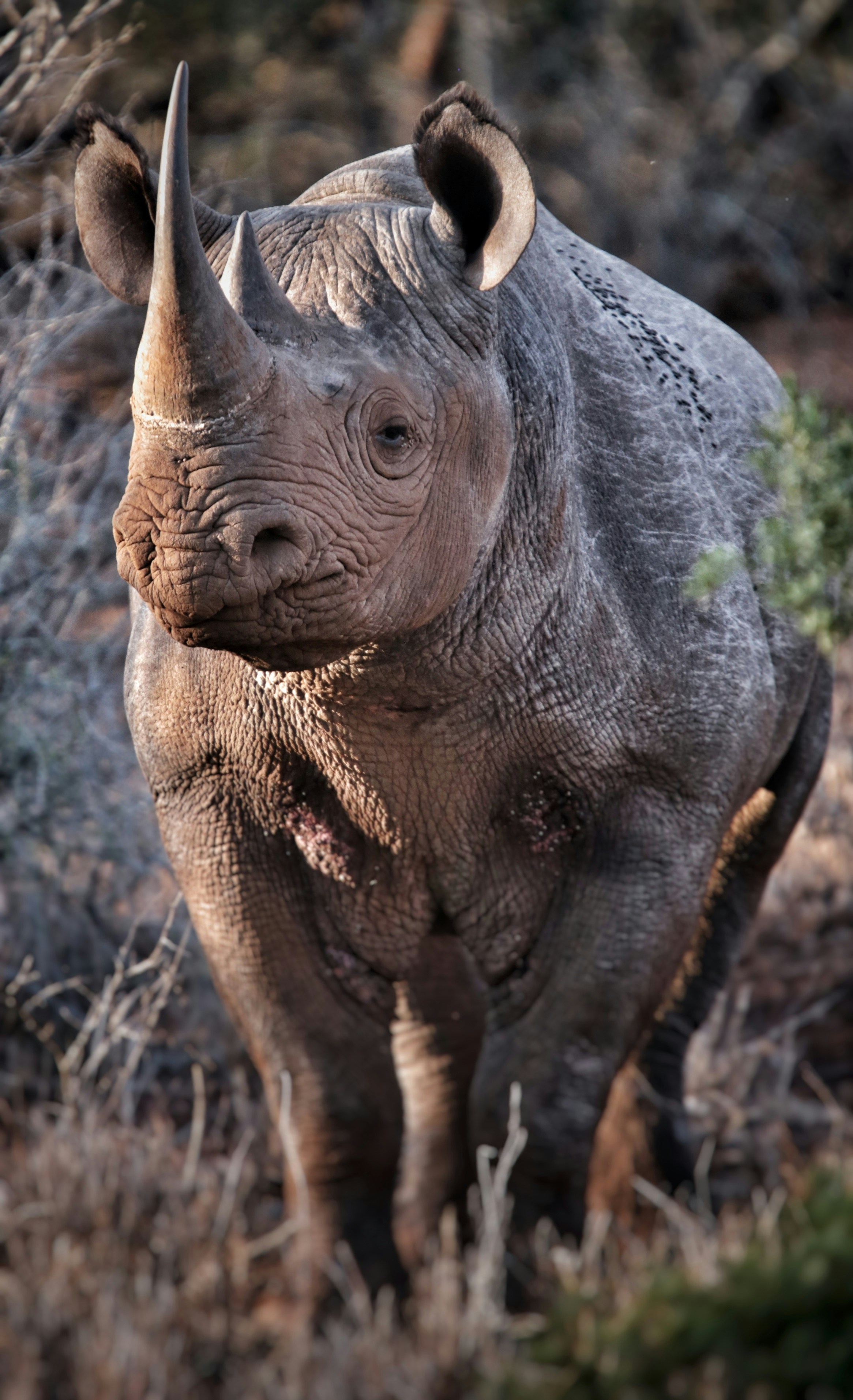 Black rhino in Kenya