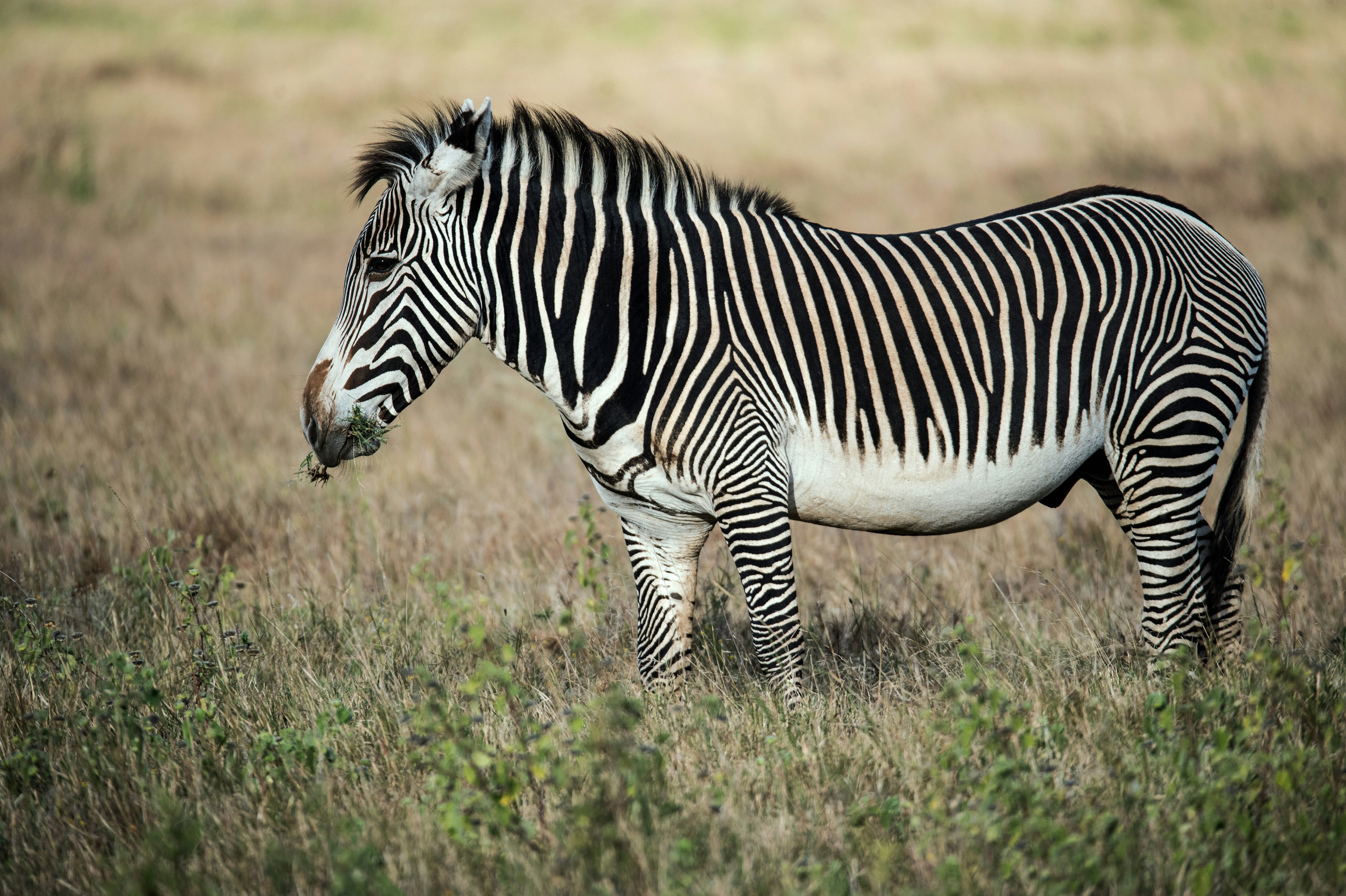 Grevy's zebra in northern Kenya