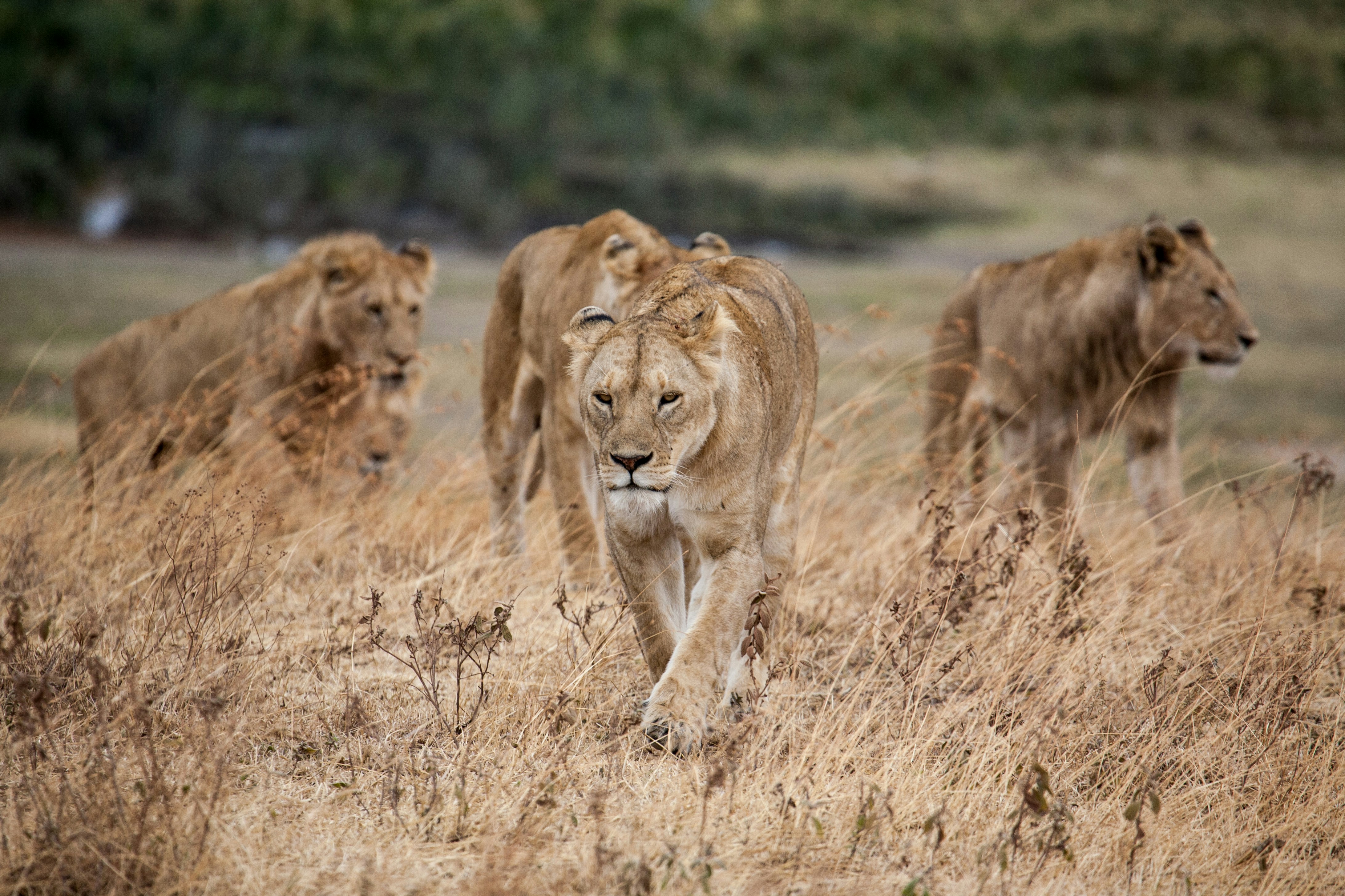 Lions representing the Big Five safari experience in Kenya