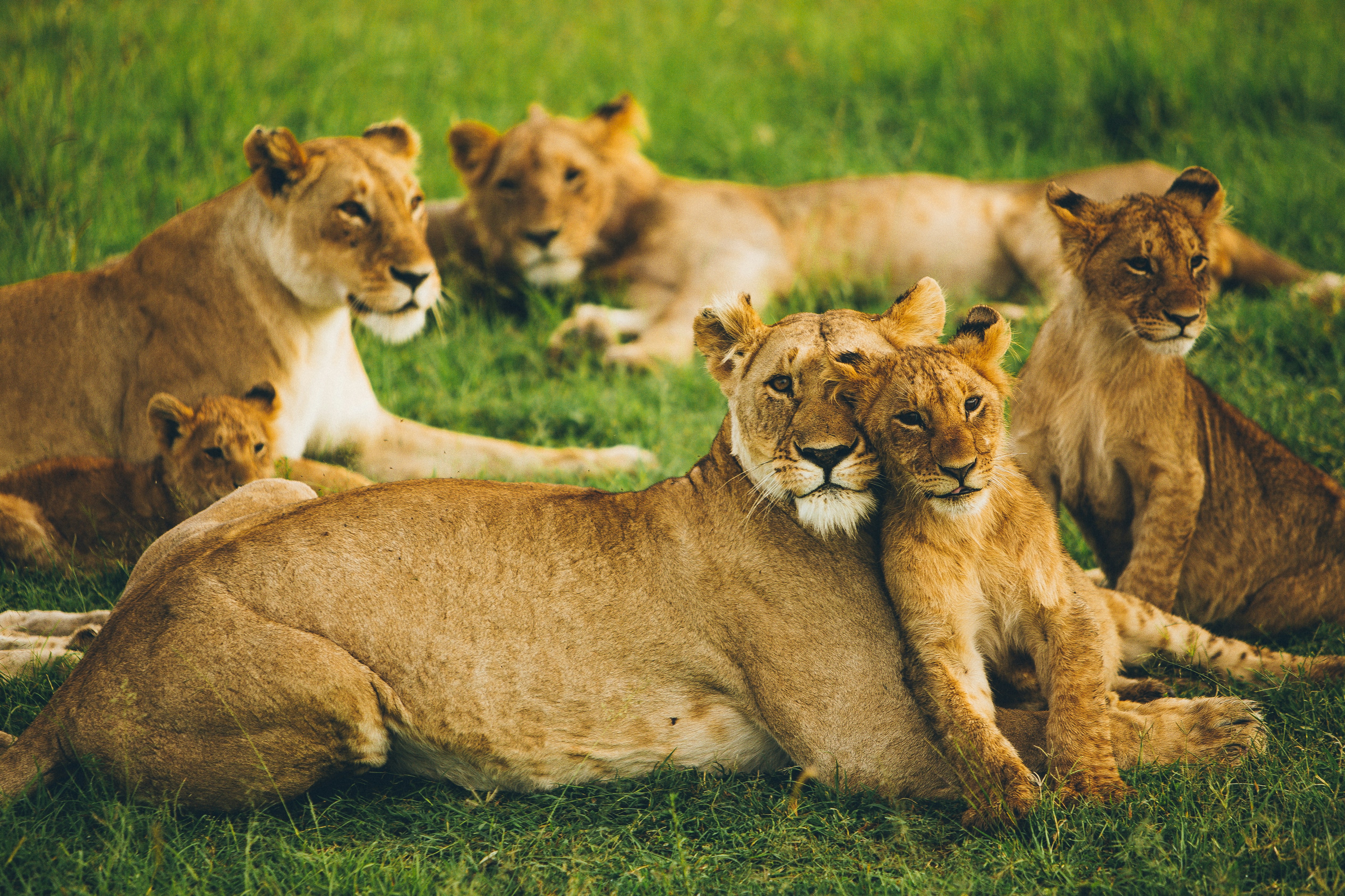 Maasai Mara savannah at golden hour