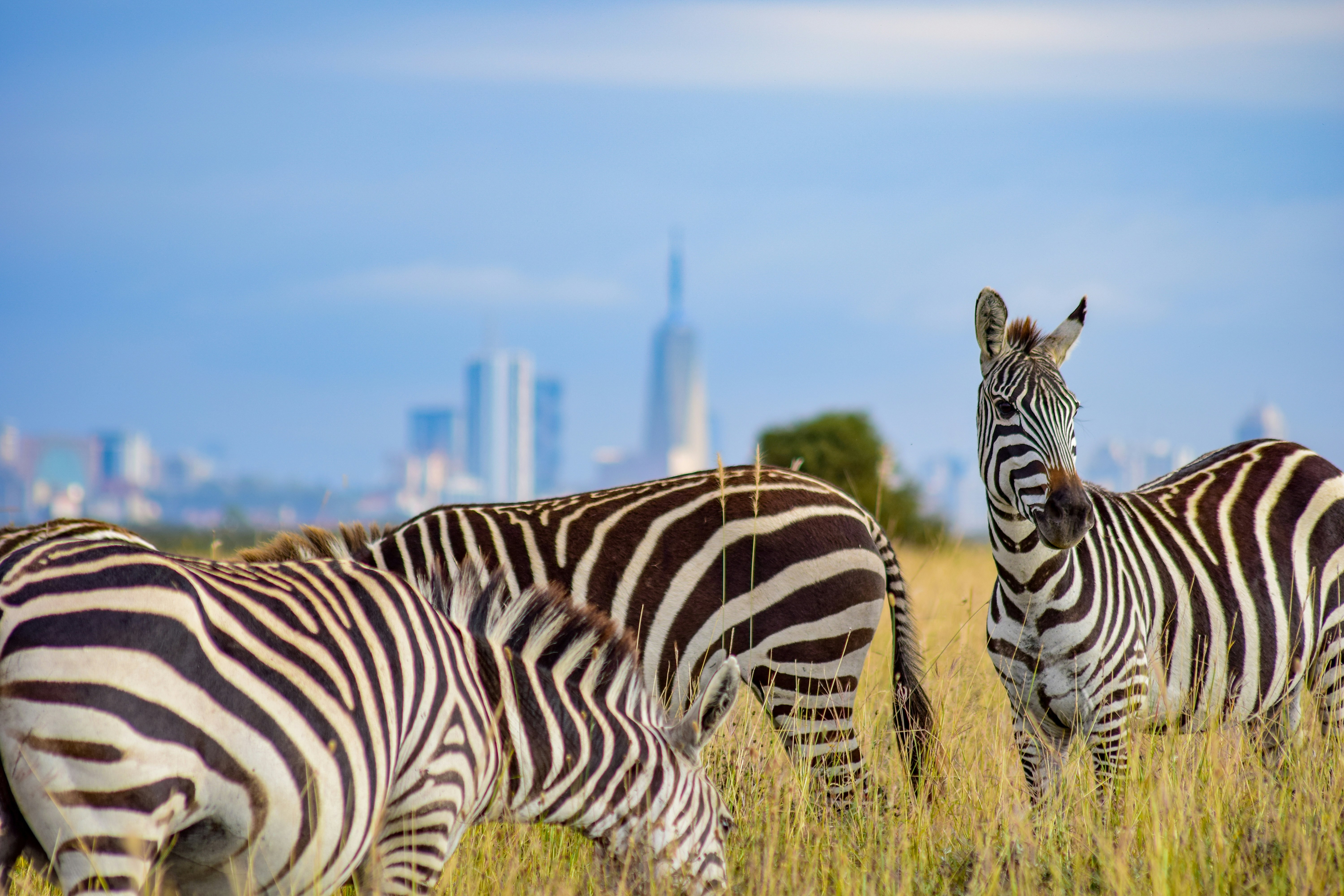 Wildlife in Nairobi National Park