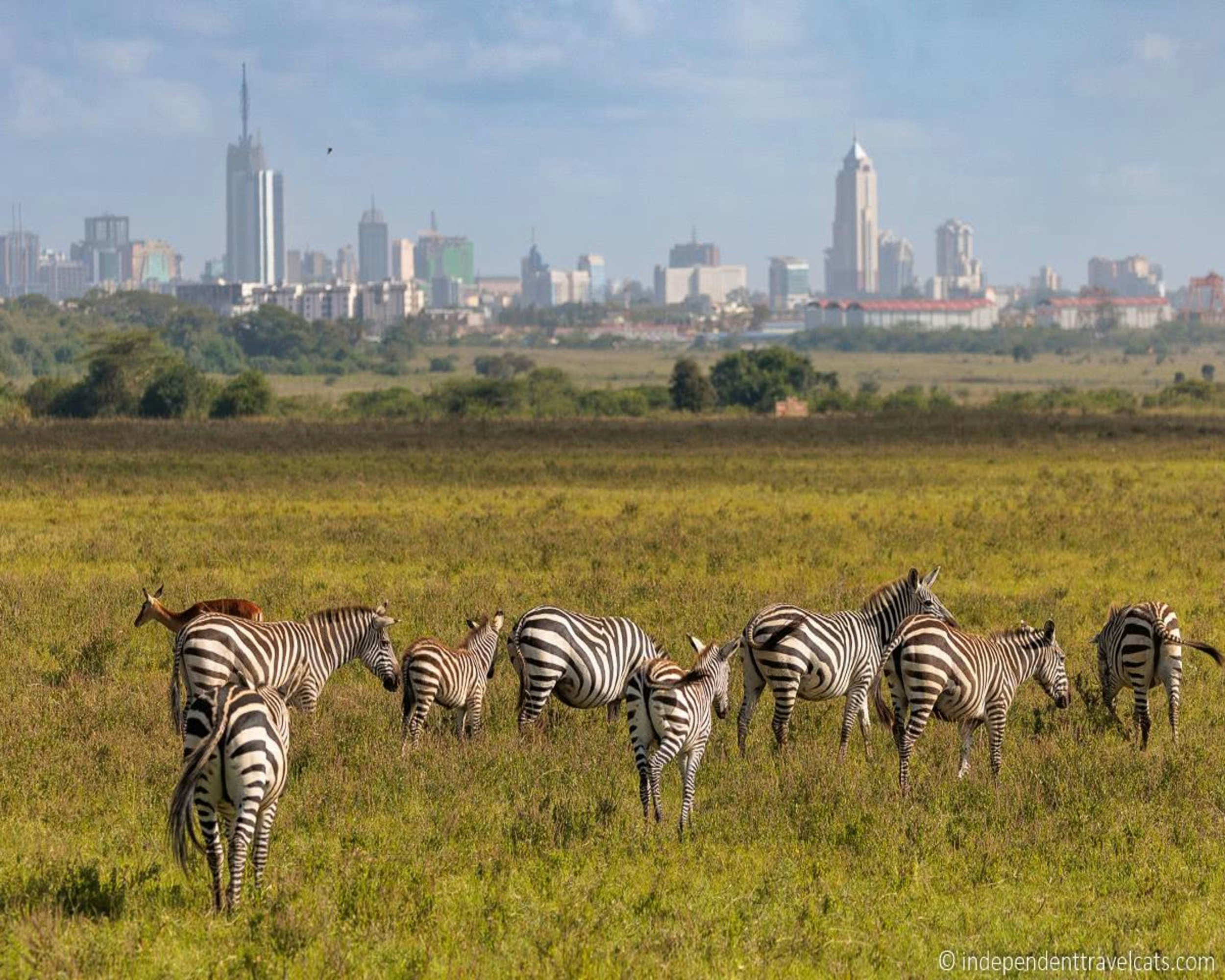 Wildlife in Nairobi National Park with city skyline