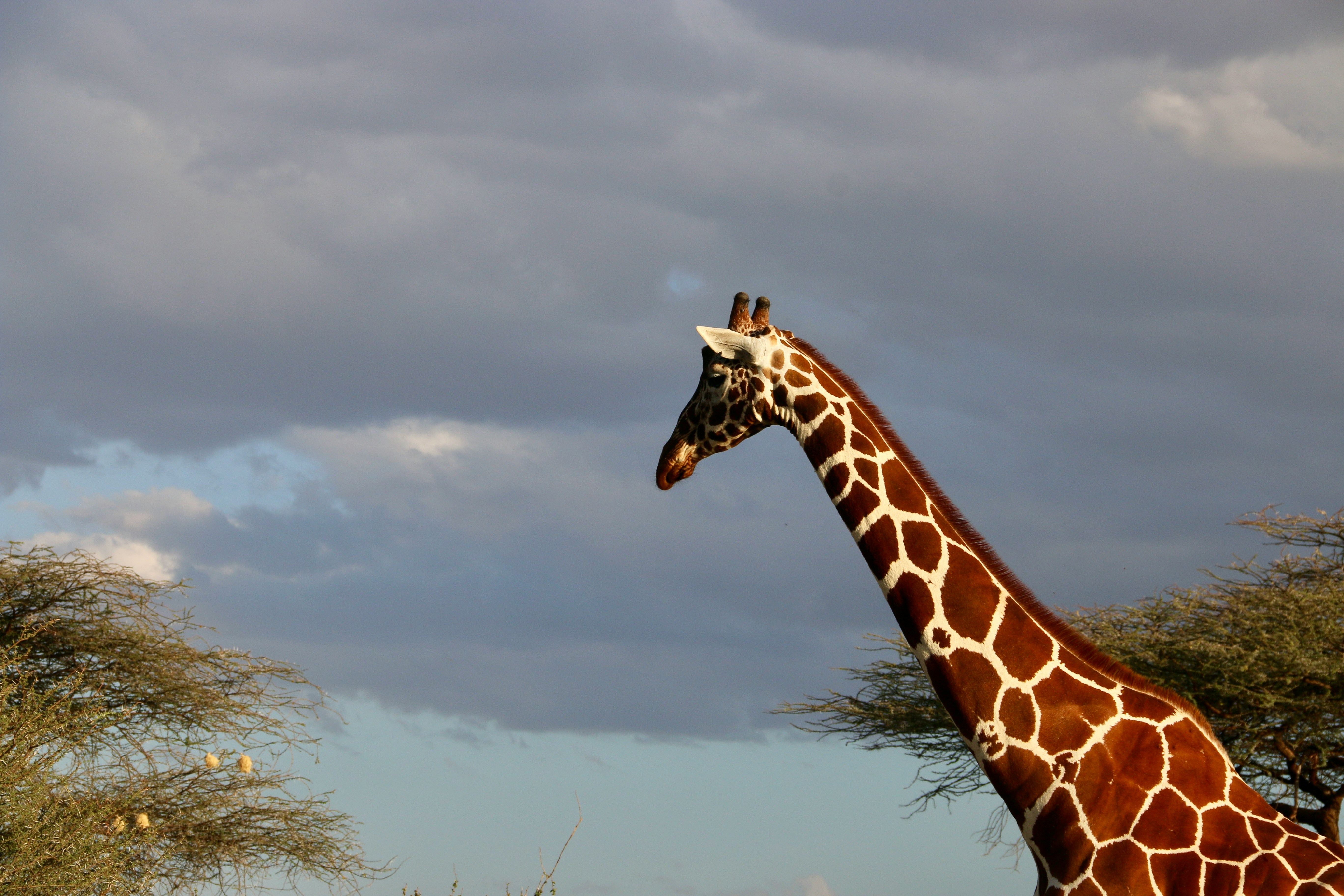 Reticulated giraffe in northern Kenya