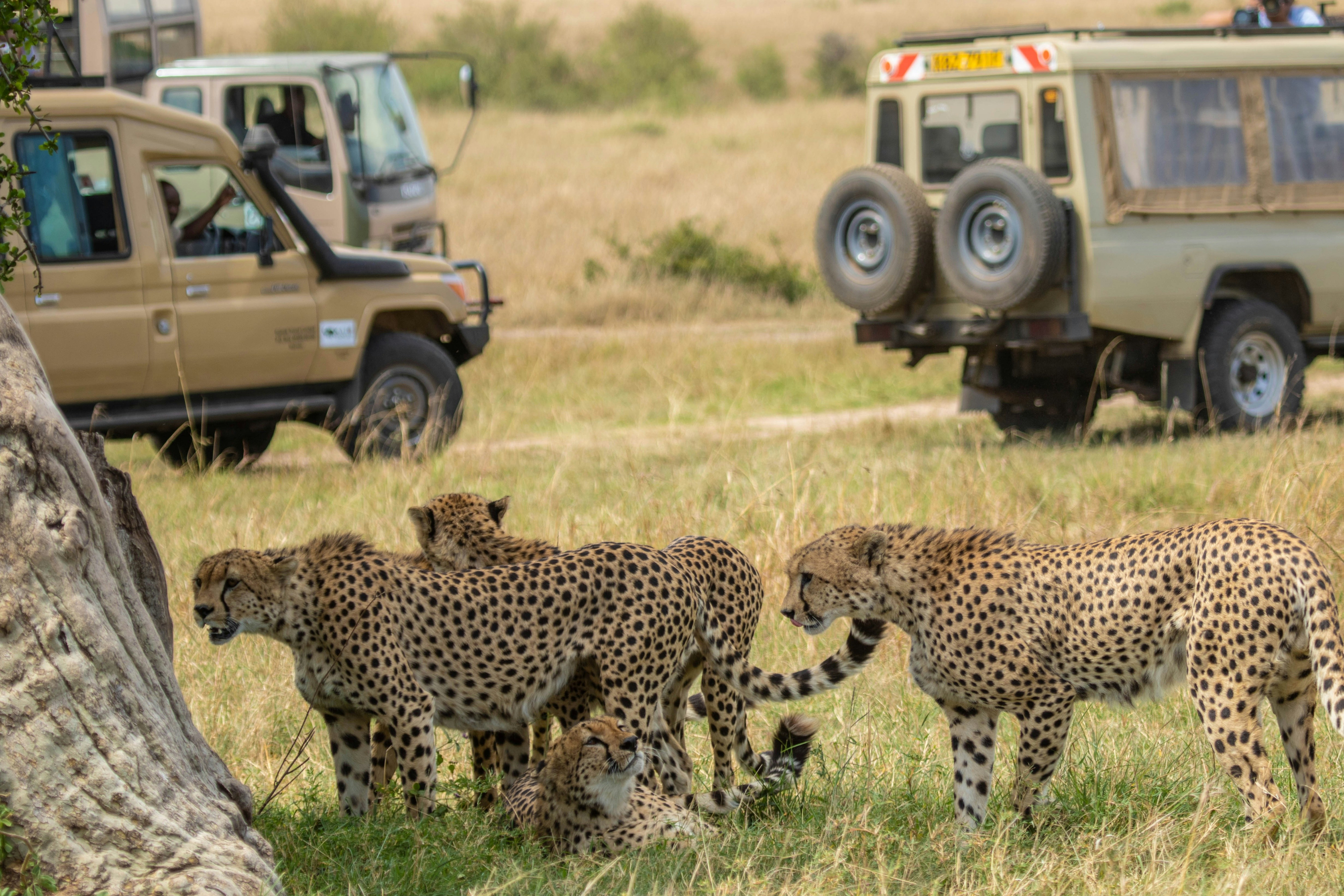 Safari vehicle heading into Maasai Mara