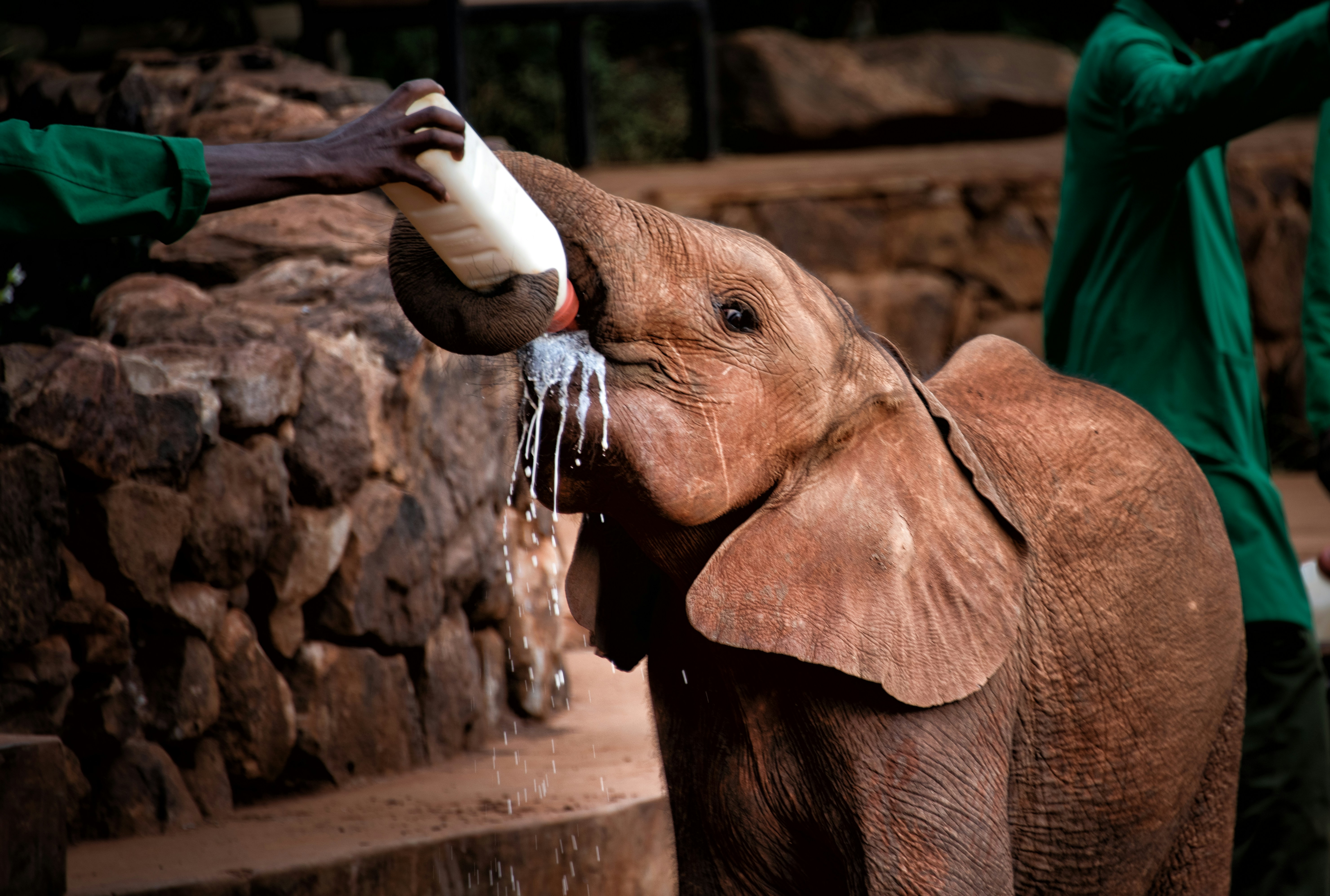Sheldrick Elephant Orphanage visit