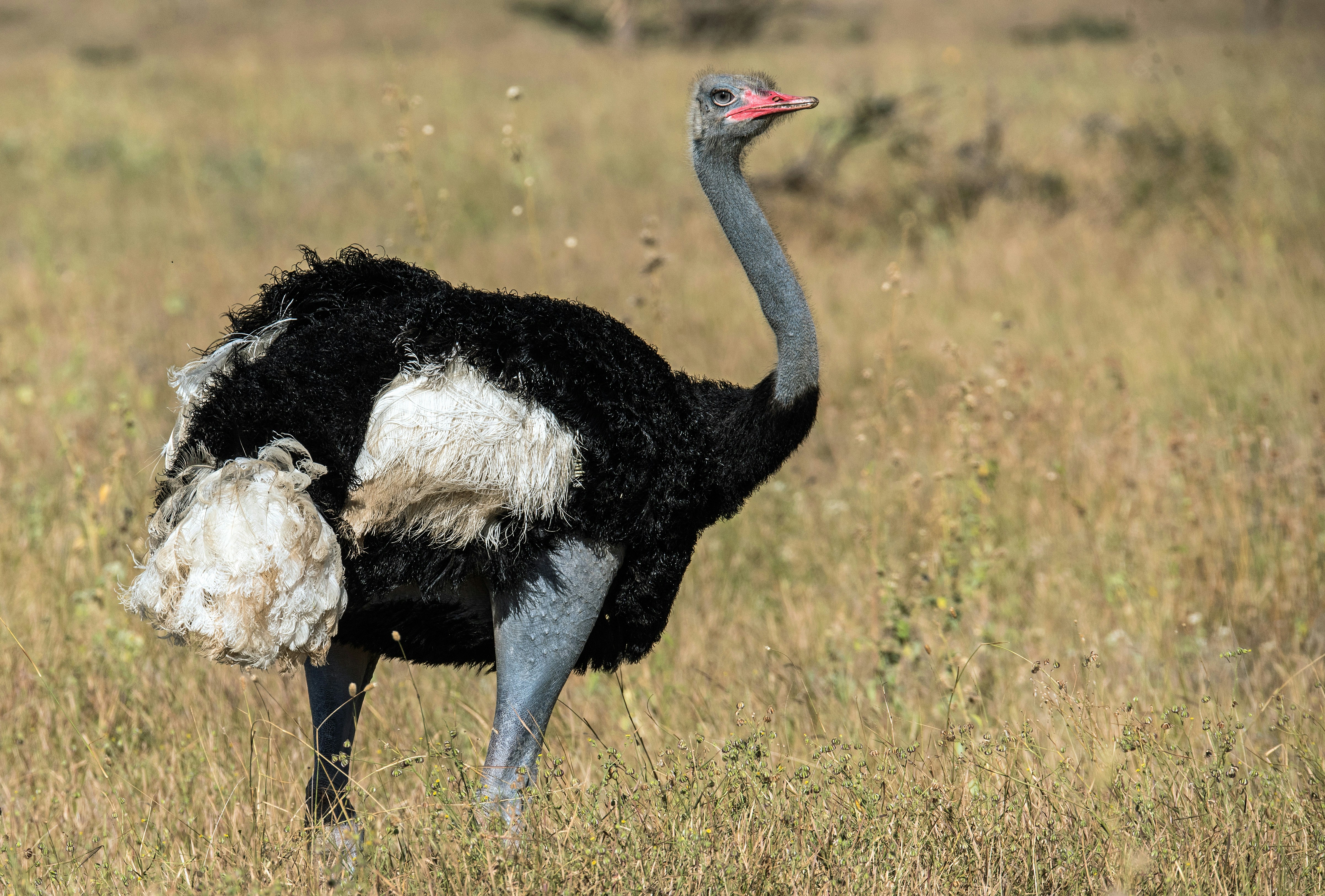Somali ostrich in northern Kenya