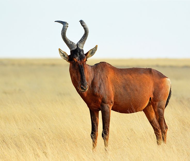 Tiang antelopes in the South Sudan migration landscape