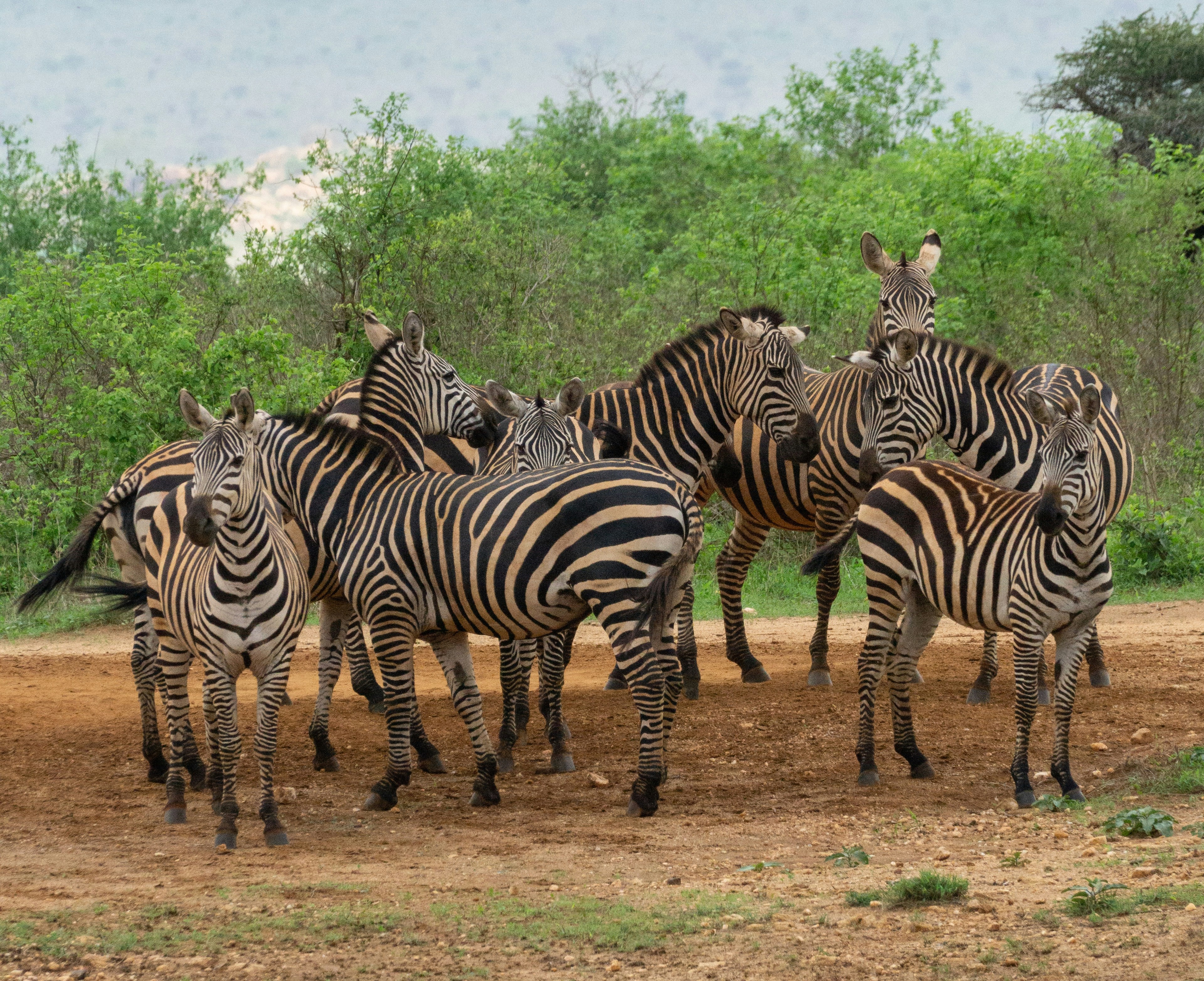 Safari landscape in Tsavo National Park