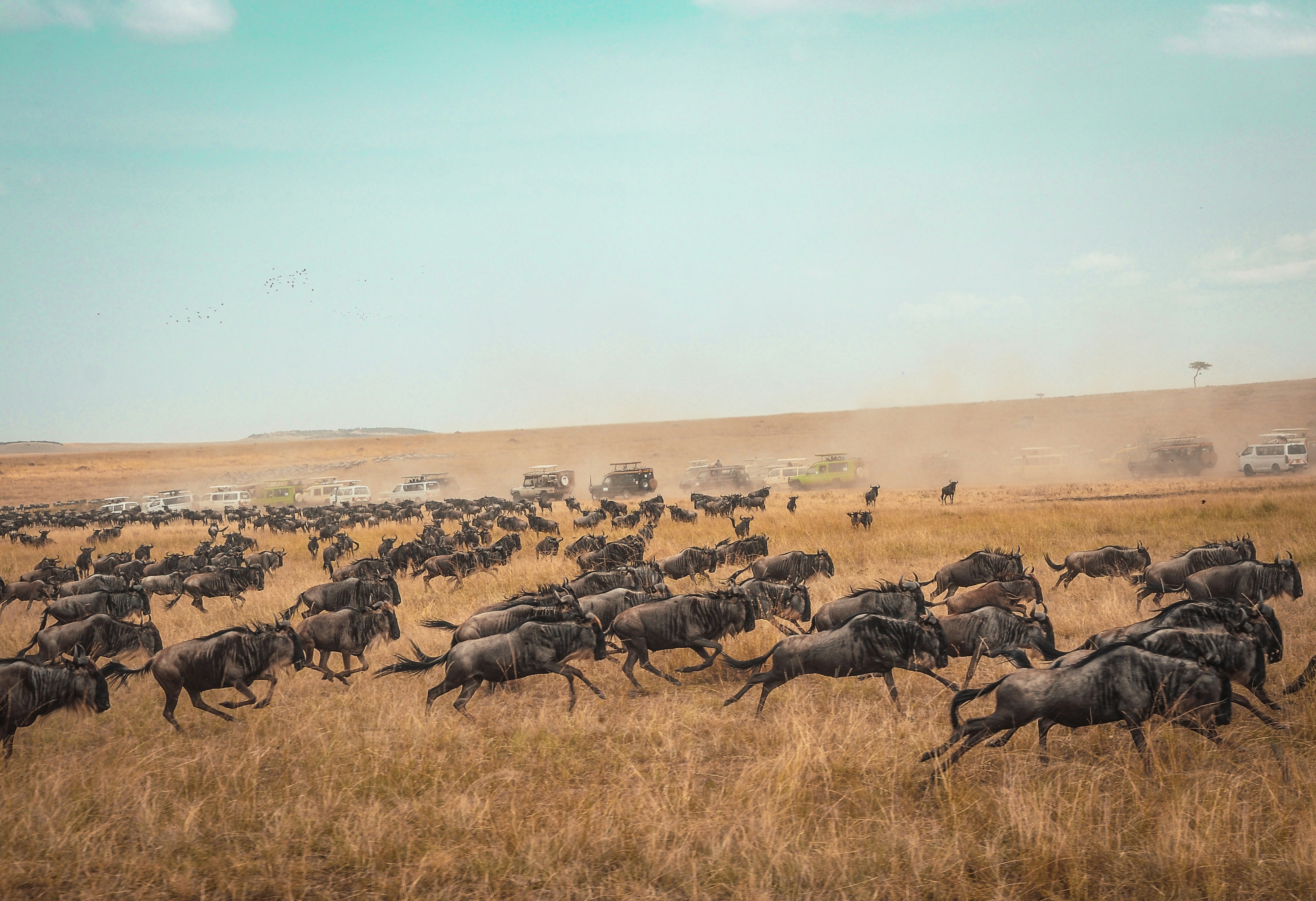 Safari memory wildebeest