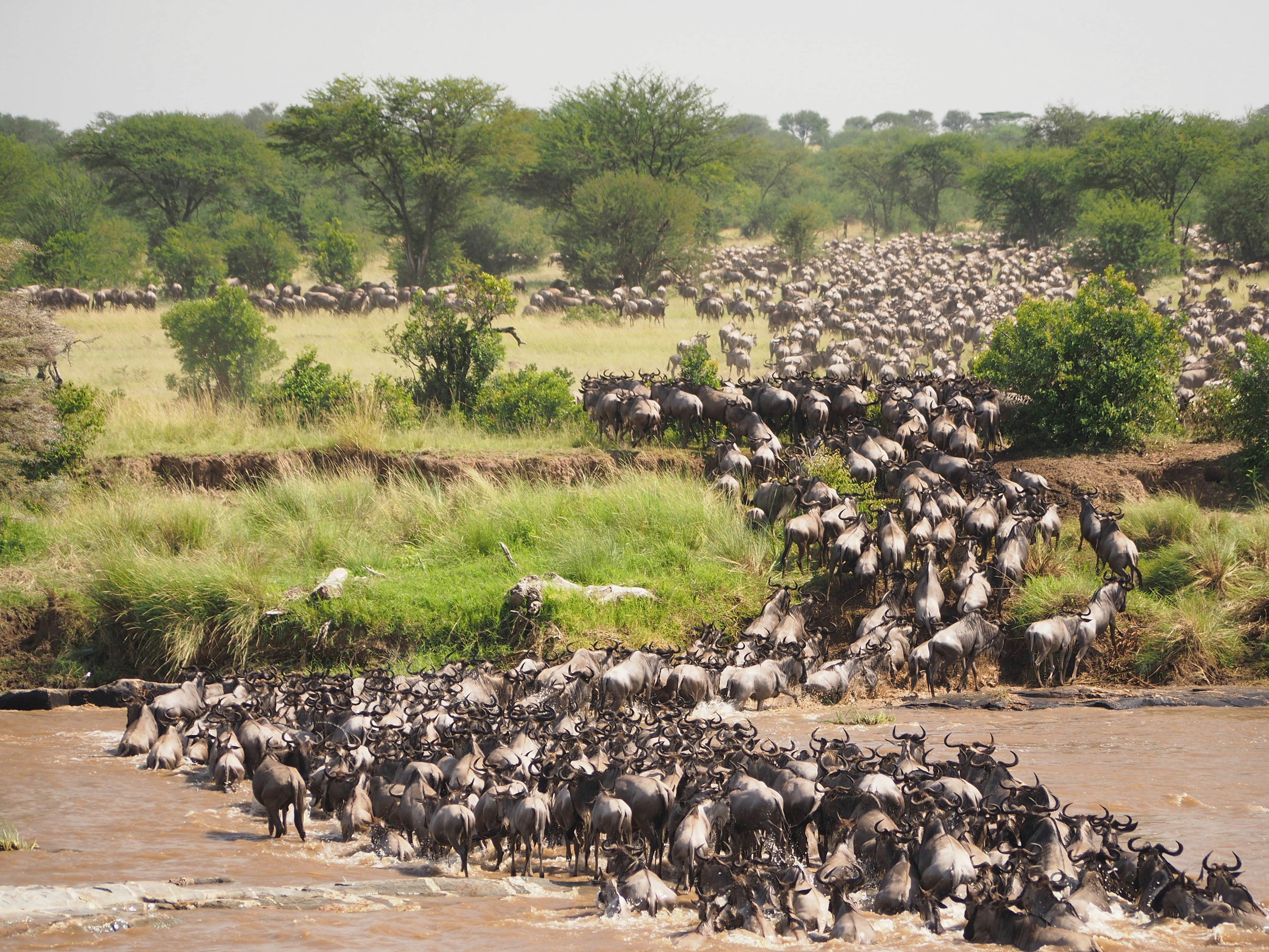 Wildebeest herd moving across the savannah during migration
